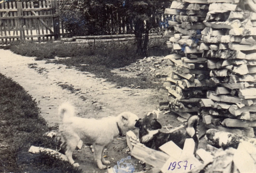 1957 год, последние годы с печным отоплением. В каждом дворе — вот такая поленница.