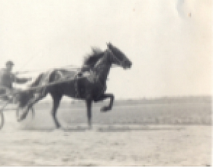 Бега на ипподроме