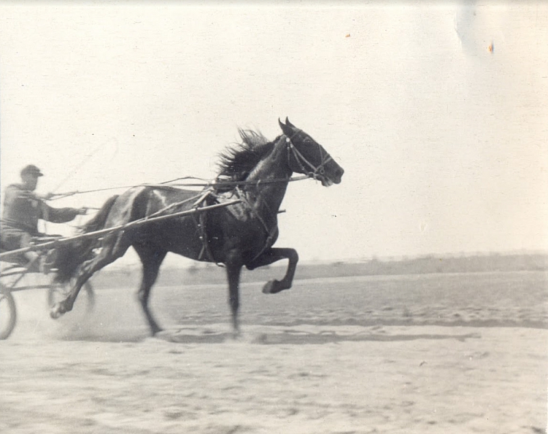 Бега на ипподроме